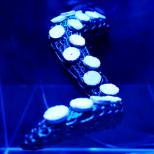 Load image into Gallery viewer, "OctoRack" 3D Printed Octopus Arm Frag Rack Plugs Included
