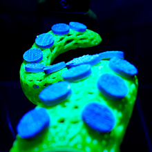 Load image into Gallery viewer, "OctoRack" 3D Printed Octopus Arm Frag Rack Plugs Included