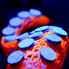 Load image into Gallery viewer, "OctoRack" 3D Printed Octopus Arm Frag Rack Plugs Included