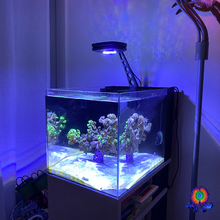 Load image into Gallery viewer, WaterBox 15g pen AI Prime HD Light Mount