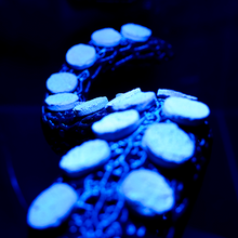 Load image into Gallery viewer, &quot;OctoRack&quot; 3D Printed Octopus Arm Frag Rack for Reef Aquariums (Plugs Included) - Free Shipping
